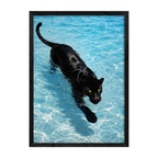 Panther Swim